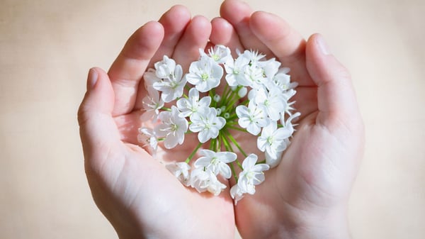 Flowers in palm