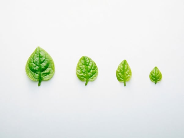 Green leafs on white background