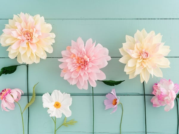 Pink and white flowers on blue background