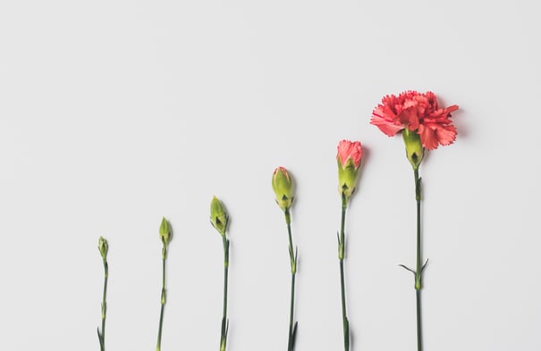 Pink flower growing