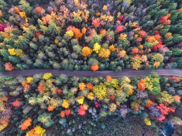 Road with different colored trees