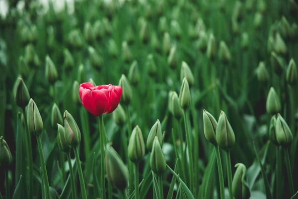 Selective focus of red flower among bulbs