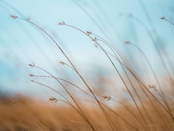 Wheat stalks in field