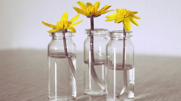Yellow flowers